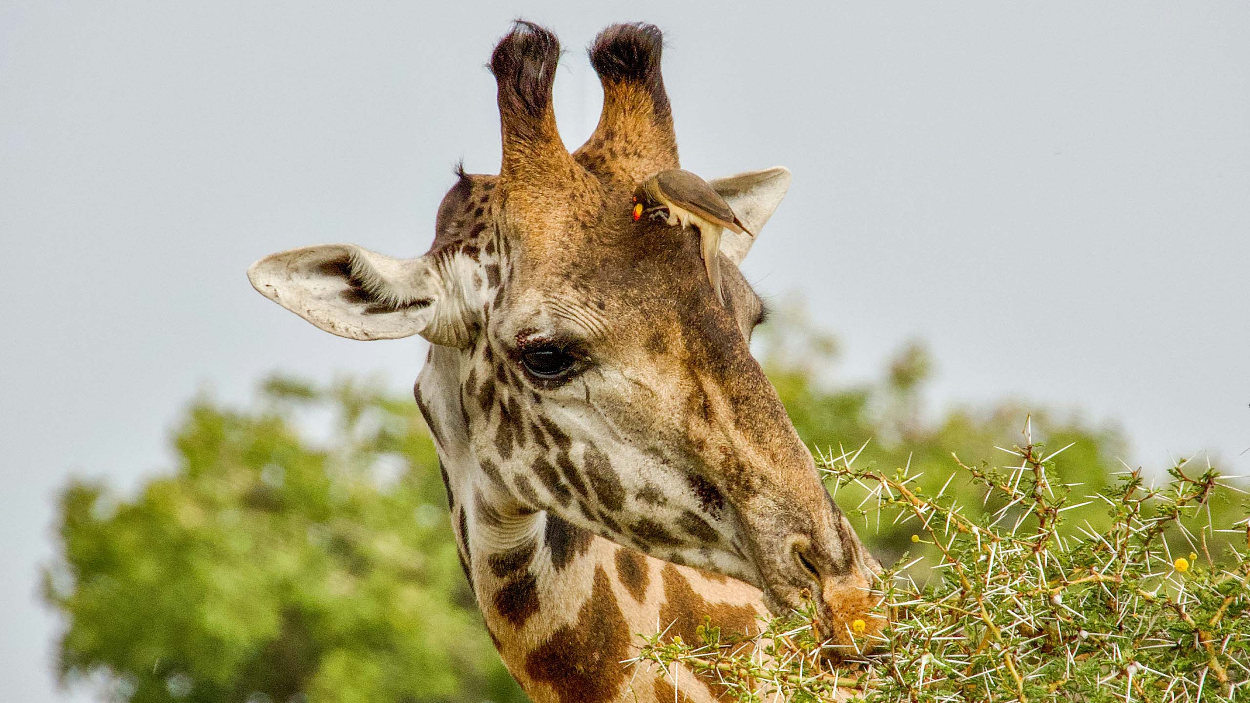 Safari landscape